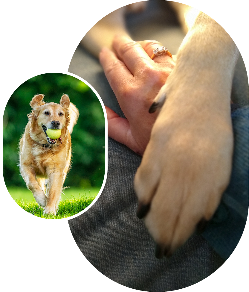 Golden retriever playing and paw touching hand.