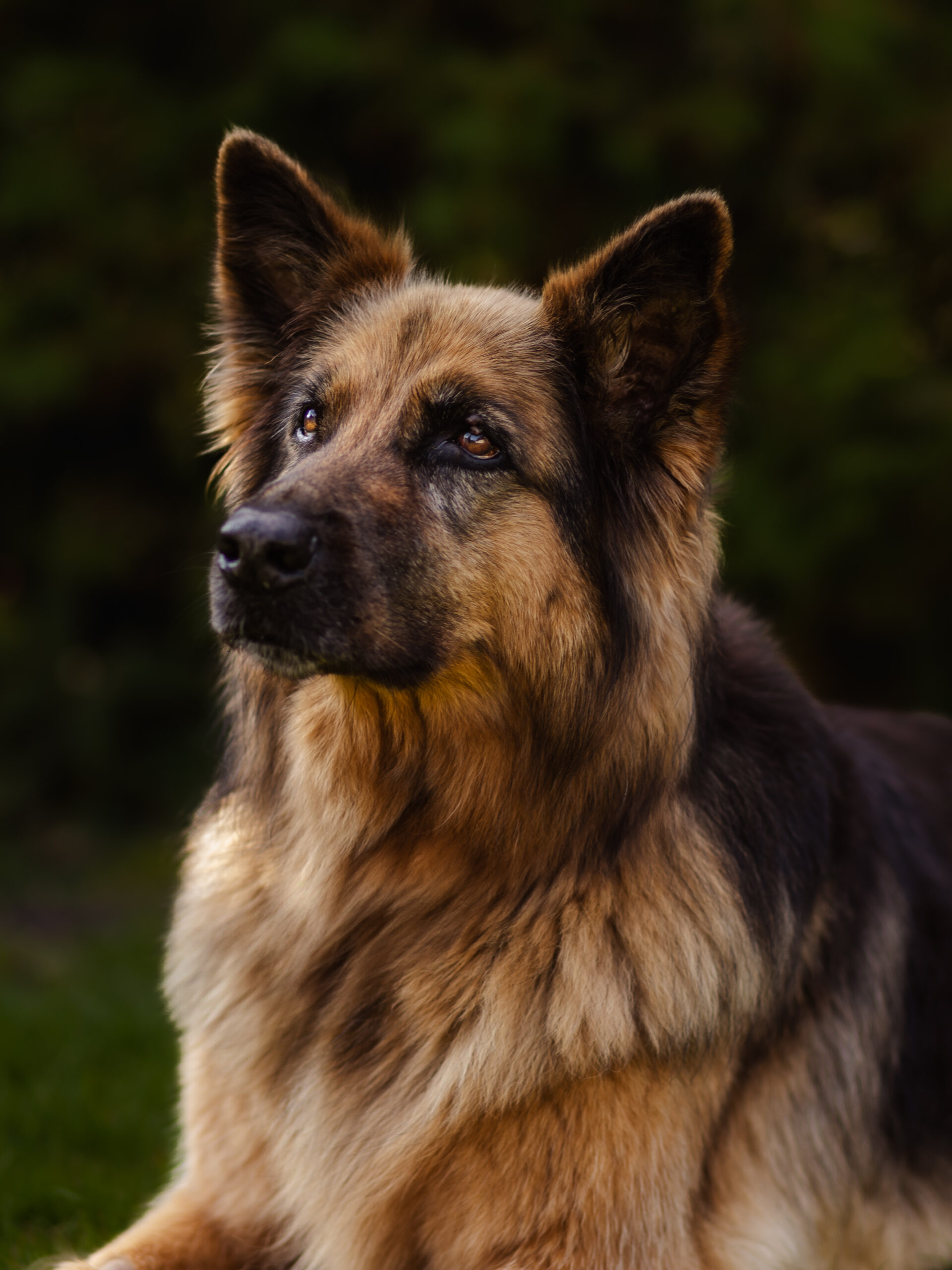 Long-haired German Shepherd in a garden.