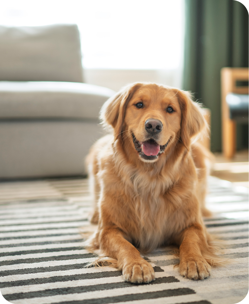 Golden retriever lying on a striped rug.