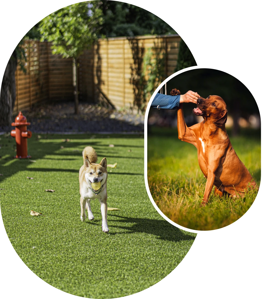 Two dogs on grass, one sitting, one walking.