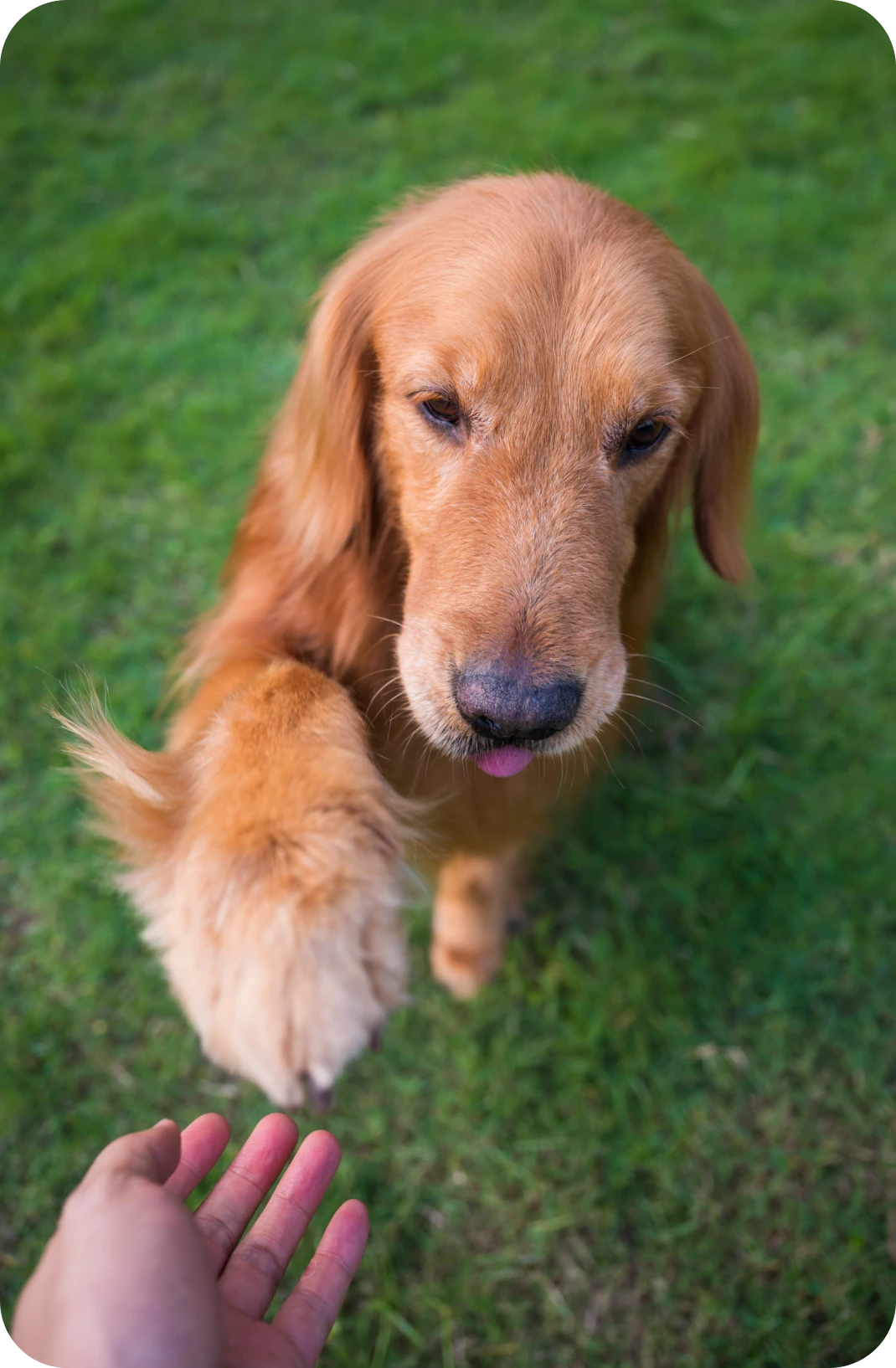 Golden retriever giving paw on grass.