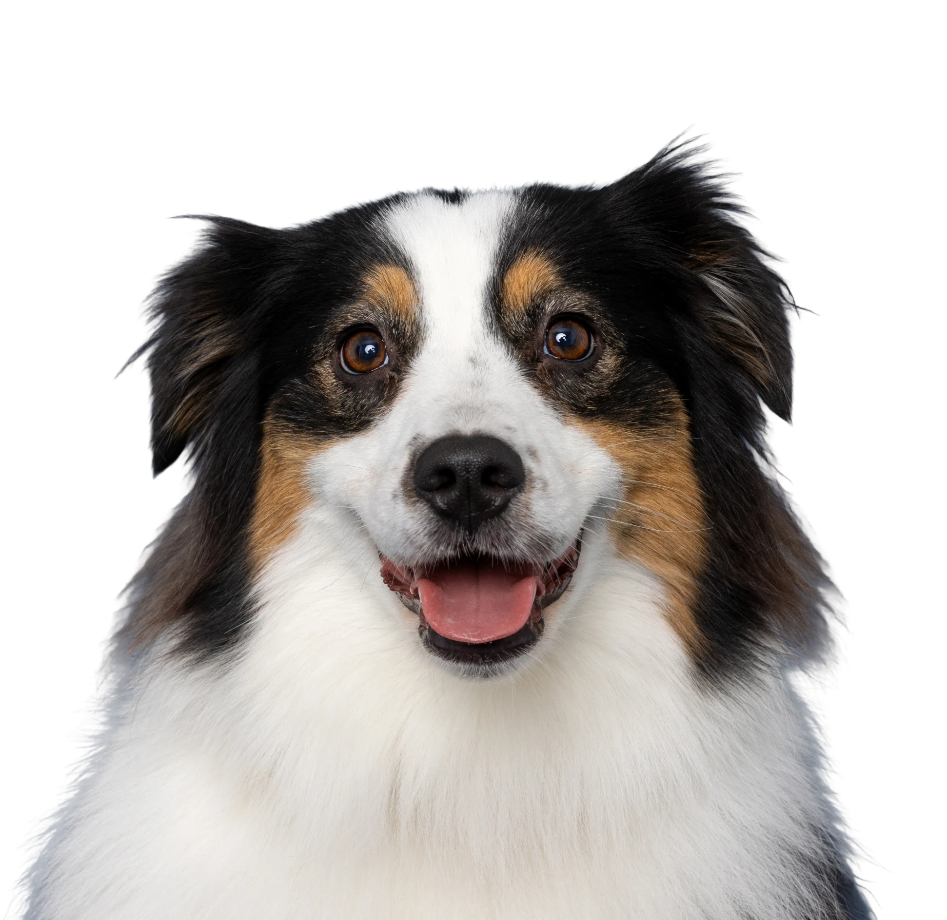Happy dog with black background, smiling face.