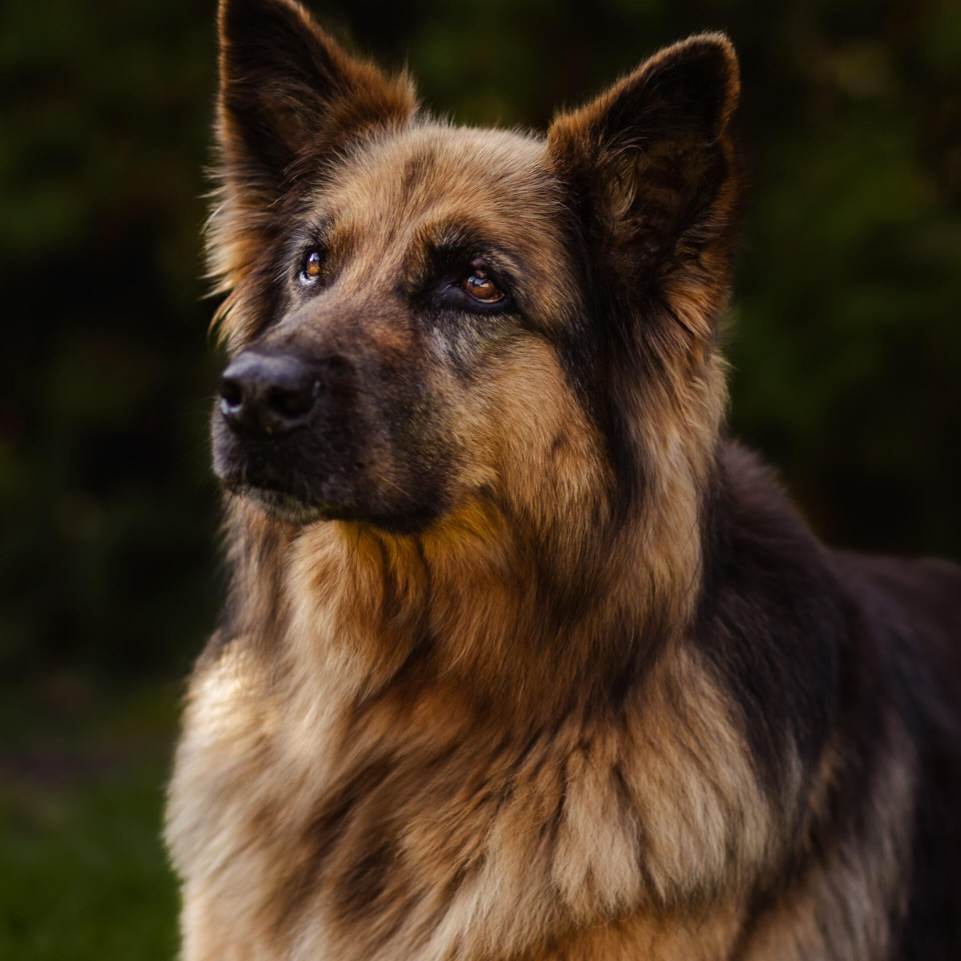 Long-haired German Shepherd in a garden.